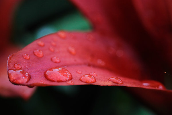 This image I went in search of things red. 1/320, f/7.1, ISO 1000. EOS 5D Mark II, EF 100mm f/2.8L IS Macro.