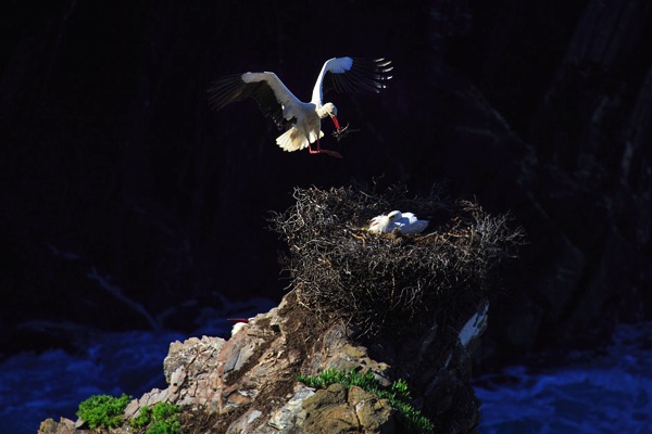 Stork Building a Nest