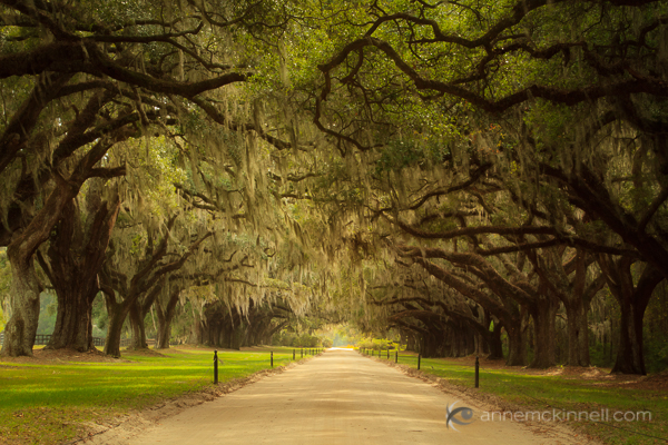 Avenue of Oaks, South Carolina, by Anne McKinnell
