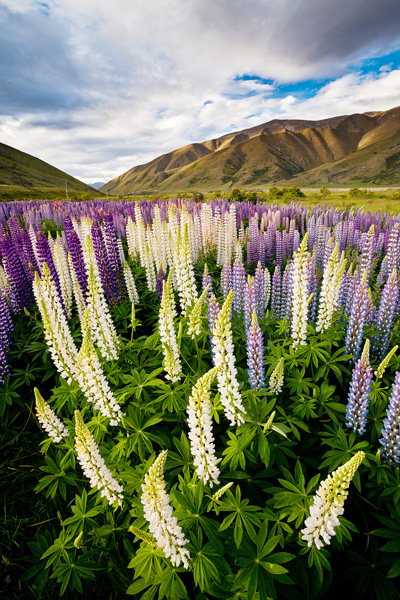 Lupine flowers, Mackenzie basin New Zealand (by Sarah Sisson). Canon 5d mkii, Canon 17-40mm f/4 ultra-wide, Marumi polarizer. 17 mm, f/16, 1/8th sec, ISO100. Sarah had to fully extend her tripod and stand on a box in order to get the camera above these chest high lupin flowers.  The high perspective meant that all of the meadow is visible  and accentuated the space between flowers in the foreground.