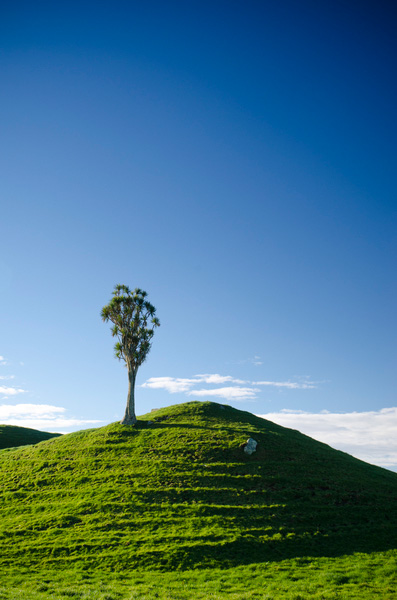 Lone cabbage tree, Taranaki New Zealand.  Nikon D7000, Nikkor 16-85mm DX, Marumi Polarizer. 35 mm, f/11, 1/20h, ISO100.  I think that vertical images often look great with plenty of empty real estate (I am a gleeful recidivist breaker of the rule of thirds). This image has sold several times as an interior page with text dropped over the sky portion. 