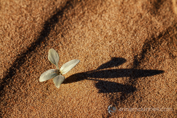 A small plant and it's shadow by Anne McKinnell