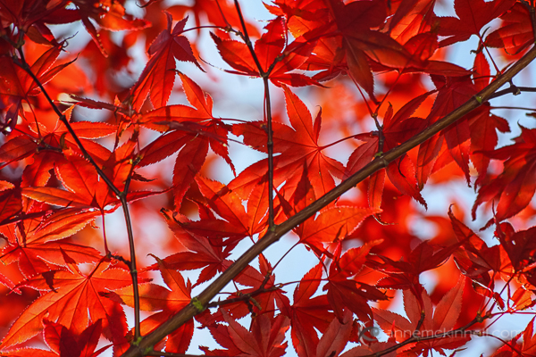 Backlit Maple by Anne McKinnell