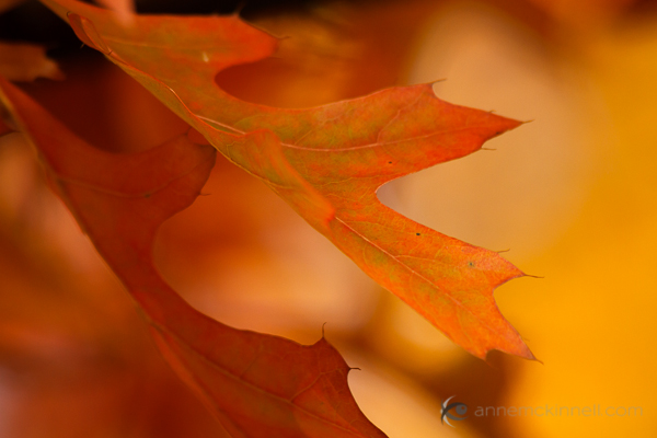 Autumn Oak Leaves by Anne McKinnell