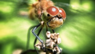 Dragonfly Macro