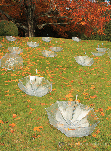 Fall Umbrellas by Anne McKinnell