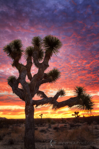 Joshua Tree National Park, California, by Anne McKinnell