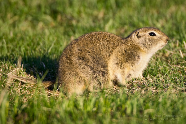 Richardson's Ground Squirrel sitting on the grass - shot from four feet height