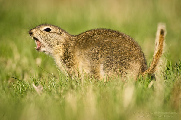 Richardson's Ground Squirrel giving a warning signal - 6 inch camera height