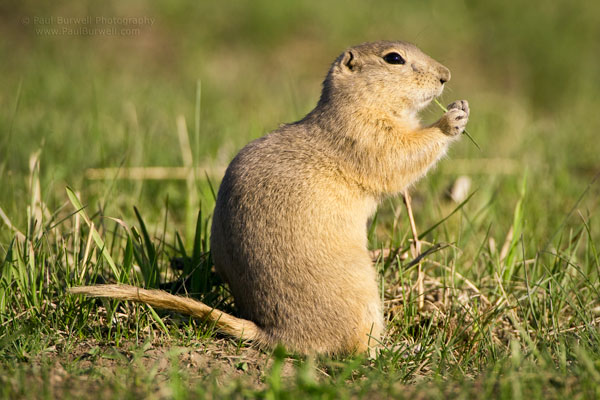 Richardson's Ground Squirrel sitting on the grass - shot from 18" camera height