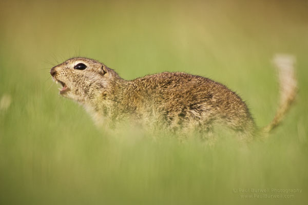 Richardson's Ground Squirrel giving a warning signal - 6 inch camera height