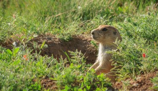 Prairie Dog, Devils Tower National Monument, Wyoming, by Anne McKinnell.