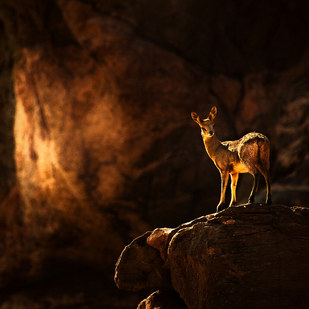 Image by