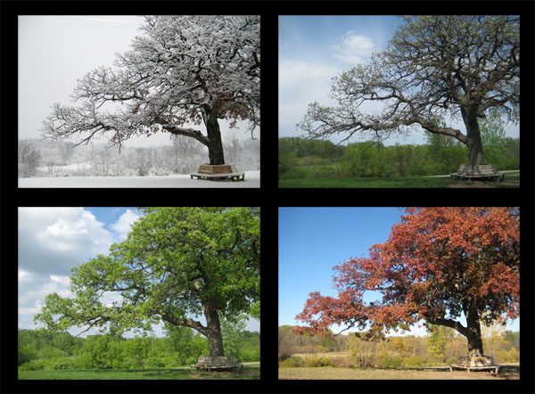 McEnaney oak seasons