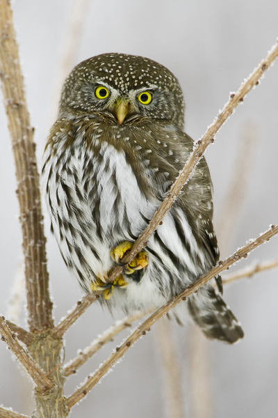 © Paul Burwell Photography - Northern-Pygmy Owl looking frosty