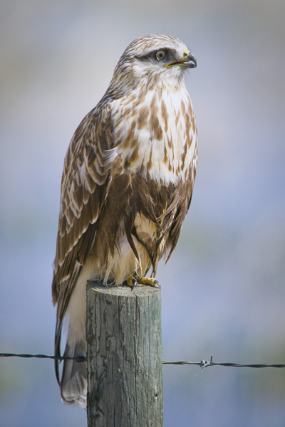 Rough-legged Hawk looking away from the viewer