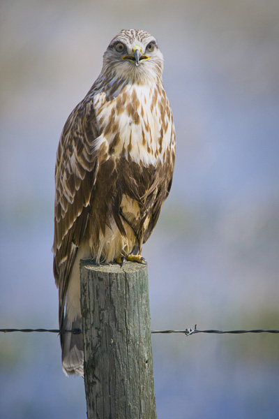 © Paul Burwell Photography - Rough-legged Hawk looking directly at the viewer