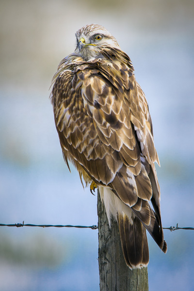 © Paul Burwell Photography - Rough-legged Hawk with the sexy over the shoulder look towards the viewer