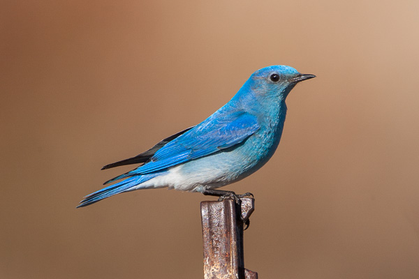 Mountain Bluebird looking toward the viewer