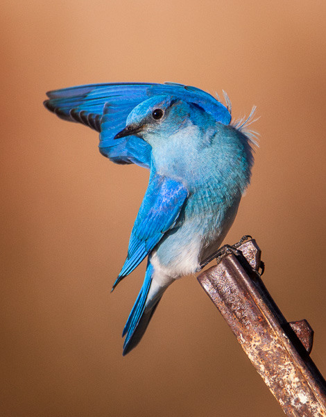 Mountain Bluebird posing pretty