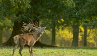 Maximising sharpness when shooting with a telephoto lens