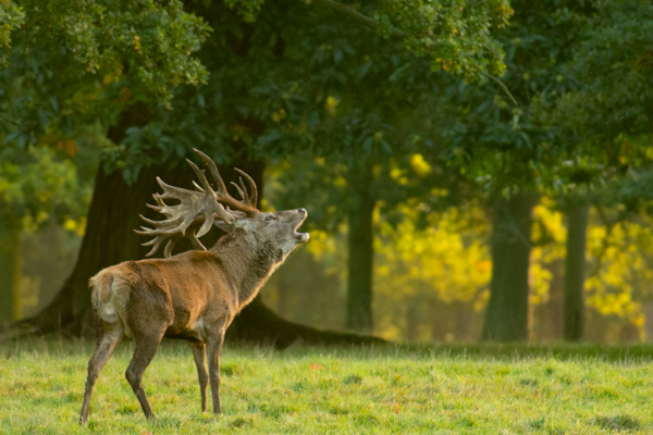 bellowing red deer stag (Cervus elaphus) with light from the side