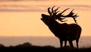 silhouette wildlife photography