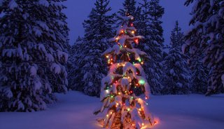 winter-wonderland-holiday-photo-tree-14a.jpg