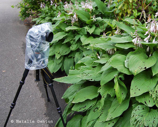 Plastic bag for protecting camera in the rain Natalie Denton