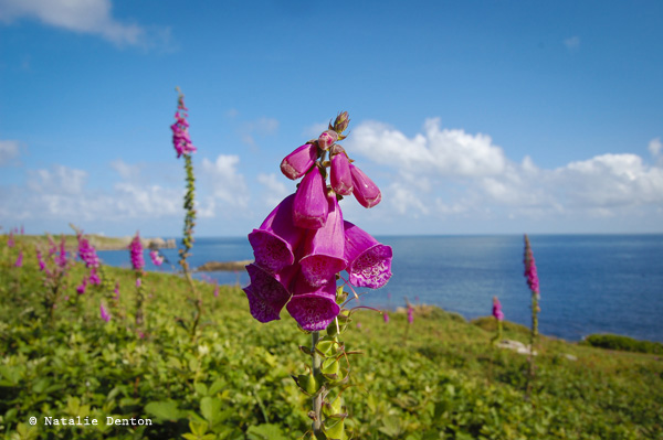 Scilly Isles pink foxglove Natalie Denton