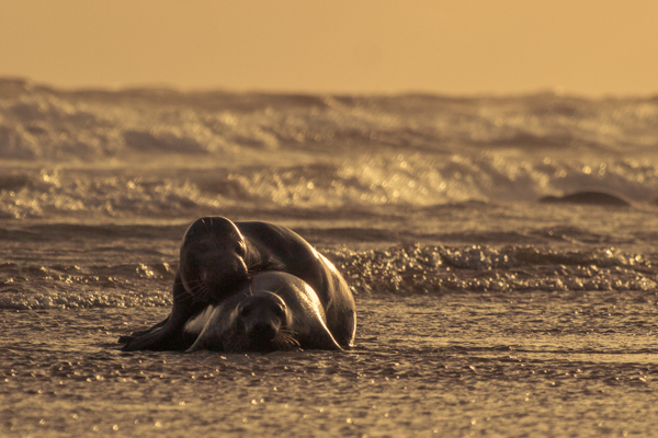 side lighting wildlife photography