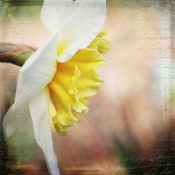 Textured-yellow-flower-600
