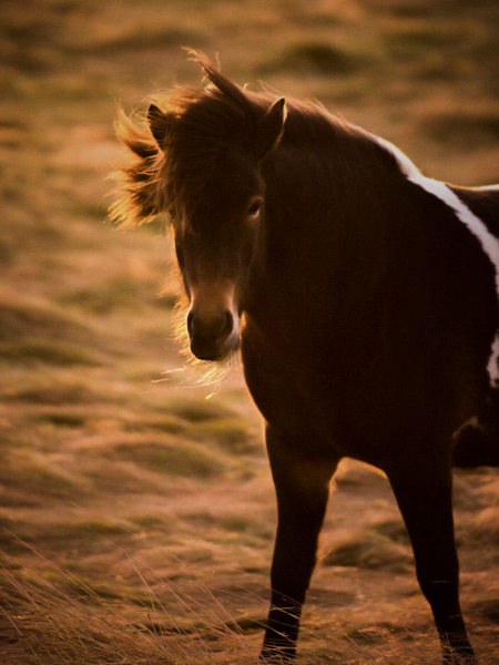 back-light-wildlife-photography-1-edit