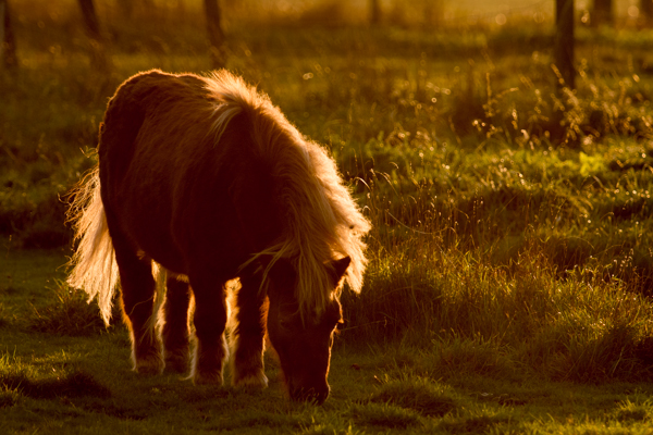 back lighting wildlife photography