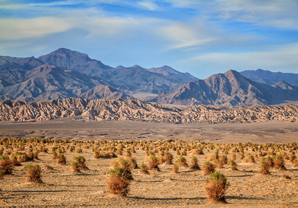 Devil's Cornfield, Death Valley National Park, California, by Anne McKinnell