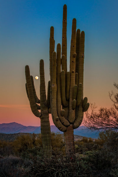 There was no real foreground to speak of here. Just a lot of sand and some uninteresting brush. What I did see was the way the moon was rising between the arms of the saguaro, and the soft gradation from orange to blue as the sun set behind me. Taken with EOS 5D Mark III, EF 70-200 f/2.8L IS II, 1/20 @ f/22, ISO 1000.