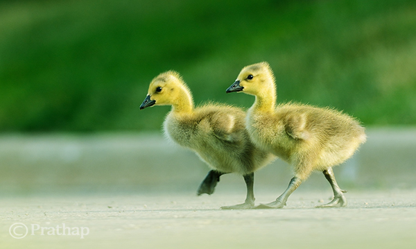 Goslings Crossing the Road