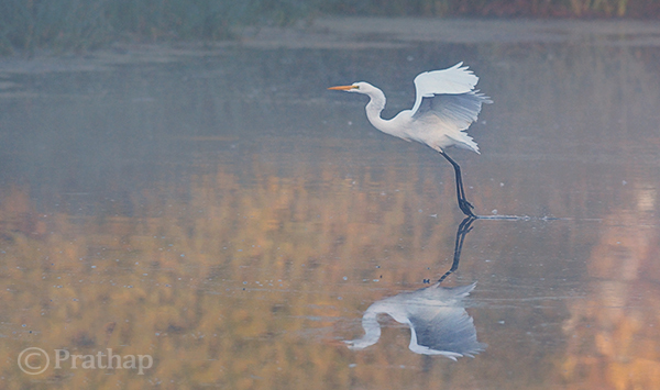 Great Egret in Misty Morning