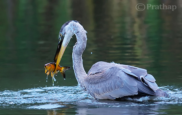 Juvenile Blue Heron with a Fish