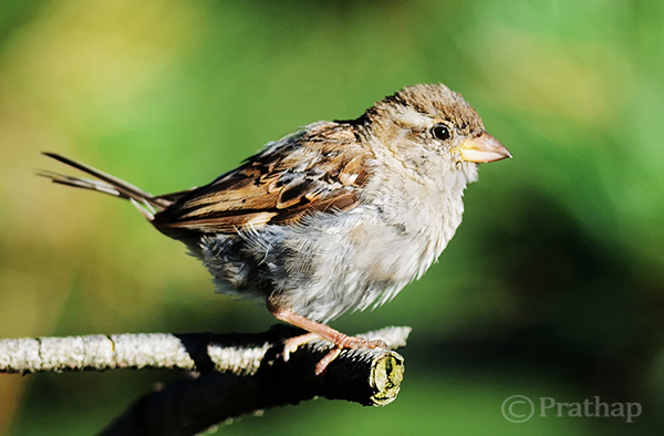 Sparrow perching on a tree branch