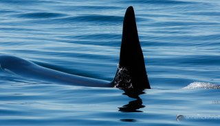 Orca by Anne McKinnell