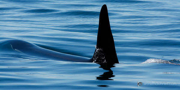 Orca by Anne McKinnell