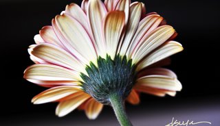 photossop-signature-brush-dps-001