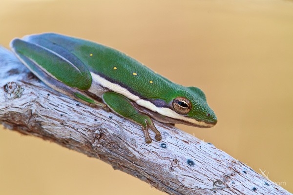 American Green Tree Frog by Anne McKinnell