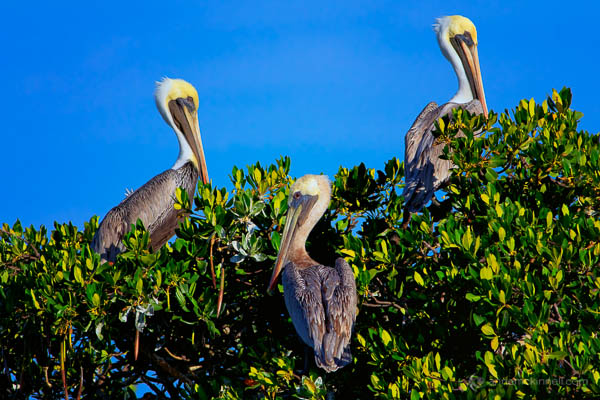 Three Brown Pelicans by Anne McKinnell