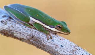 wildlife-frog