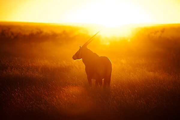 MWT_Avail_Light_2