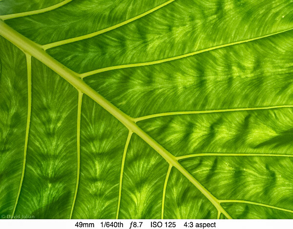 DJulian Molokai Leaf Detail