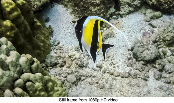 DJulian Moorish Idol HD still