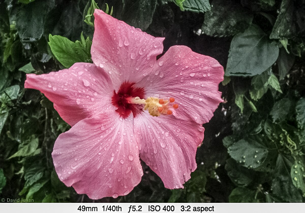 DJulian Pink Hibiscus